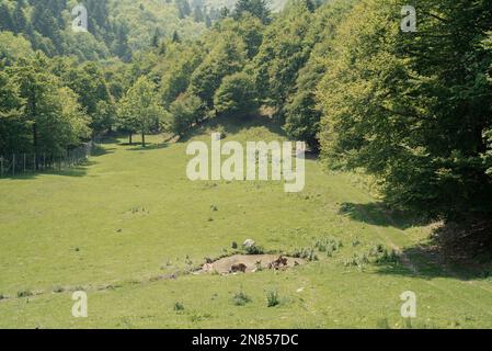 Certosa di Pesio, Val di Pesio (Piemonte), Italia. Panorama dei prati che circondano la vecchia certosa medievale Foto Stock