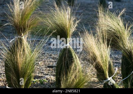 Inverno, erba ornamentale, protezione, perenne, erbe, Giardino Foto Stock