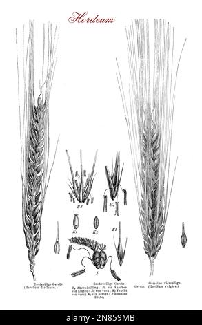 Orzo è un grano cereali utilizzati come foraggio animale e umana come grano intero,malto, peal orzo, farina o fermentato per la birra. Foto Stock