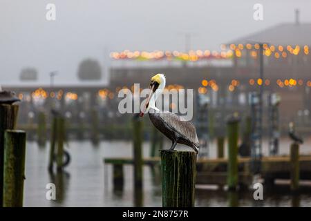 Un solitario pellicano arroccato stoicamente su un mucchiino, avvolto nella mistica nebbia del porto, la sua maestosa silhouette evocando un senso di mistero. Foto Stock