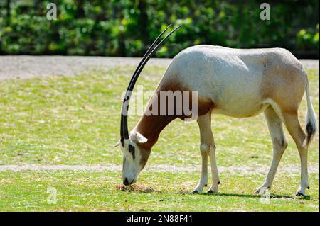 L'Orice Scimitar-ornata (dammah Oryx) è un erbivoro che mangia le erbe Foto Stock