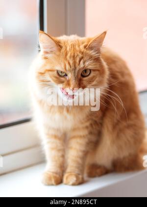 Gatto zenzero carino che si trova sul davanzale della finestra e leccato. Soffice animale domestico con divertente espressione sul viso. Foto Stock