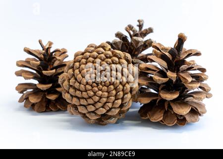 Set di bella forma di pino-cono fiore nel Natale inverno. Cono di pino isolato su sfondo bianco. Cono aperto in abete per decorazione natalizia. Foto Stock