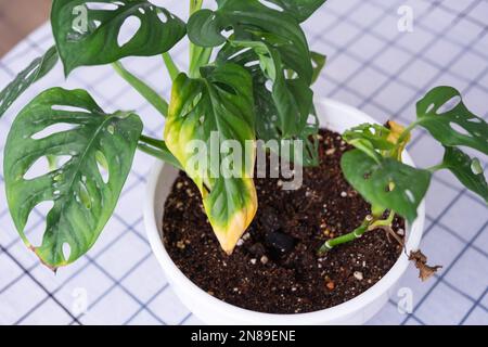 Problemi di coltivazione di piante domestiche Monstera Monkey Mask - foglie con punte gialle secche, appassite, affette da acari ragno, traboccamento di pla Foto Stock