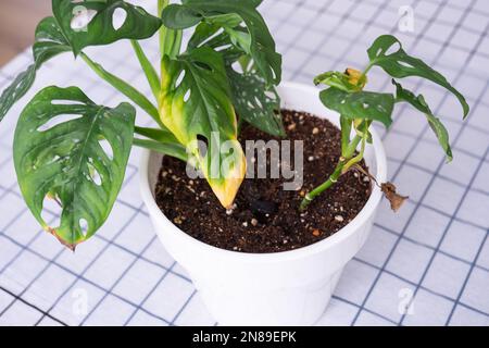 Problemi di coltivazione di piante domestiche Monstera Monkey Mask - foglie con punte gialle secche, appassite, affette da acari ragno, traboccamento di pla Foto Stock