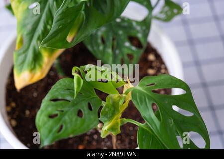 Problemi di coltivazione di piante domestiche Monstera Monkey Mask - foglie con punte gialle secche, appassite, affette da acari ragno, traboccamento di pla Foto Stock