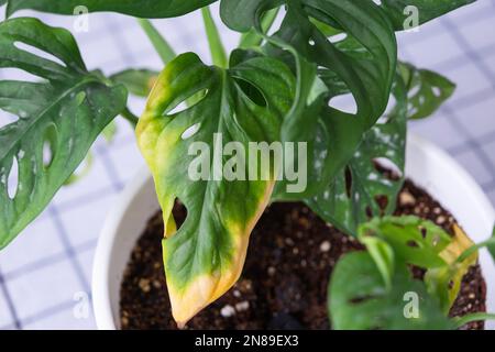 Problemi di coltivazione di piante domestiche Monstera Monkey Mask - foglie con punte gialle secche, appassite, affette da acari ragno, traboccamento di pla Foto Stock