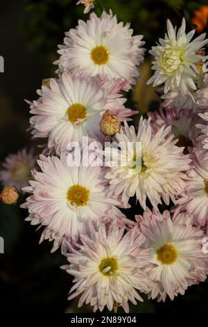 Crisantemi viola su uno sfondo sfocato primo piano. Bei crisantemi luminosi fioriscono in autunno nel giardino. Foto Stock