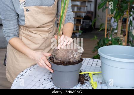 La donna ripianta una noce di cocco con un grumo di terra e radici in una pentola a casa in interno. Casa verde, cura e coltivazione di piante tropicali Foto Stock