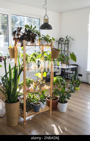 Scaffalatura con un gruppo di piante interne all'interno. Pianta domestica che cresce e che si prende cura di pianta interna, casa verde Foto Stock