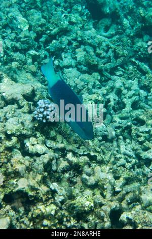 Una vista del pappagallo alle Seychelles Foto Stock