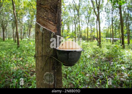 Una piantagione di alberi di gomma vicino alla città di Bang Saphan nella provincia di Prachuap Khiri Khan in Thailandia, Thailandia, Bang Saphan, dicembre, 2022 Foto Stock