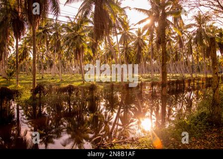 Una piantagione di palme da cocco vicino alla città di Bang Saphan nella provincia di Prachuap Khiri Khan in Thailandia, Thailandia, Bang Saphan, dicembre, 2022 Foto Stock