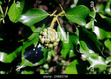 Ivy - Hedera Helix - foglie adulte e frutti di bosco non maturi. Leckwith, Cardiff. Data febbraio 2023. inverno. Foto Stock