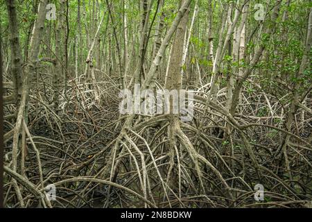 Le piante di mangrovie nel parco naturale di Pranburi vicino a Pranburi e alla città di Hua Hin nella provincia di Prachuap Khiri Khan in Thailandia, Thailandia, Foto Stock