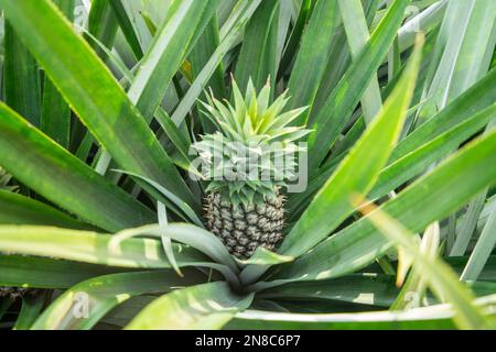 Piantagione di ananas a Khao Takiap vicino alla città di Hua Hin nella provincia di Prachuap Khiri Khan in Thailandia, Thailandia, Hua Hin, novembre 2022 Foto Stock