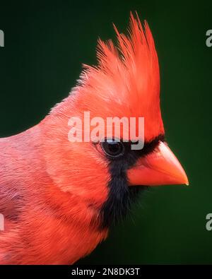 Rosso Northern Cardinal Bird estremo primo piano ritratto Foto Stock