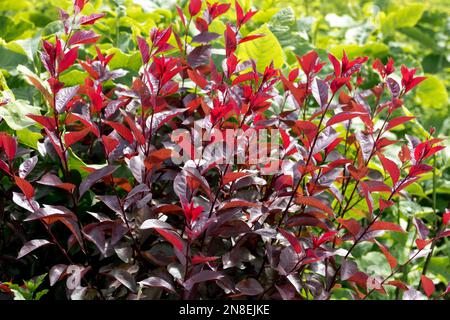 Prunus x cistena, foglie viola Ciliegio di sabbia, Giardino, arbusto, Rosso, Fogliame, Rami, pianta Foto Stock