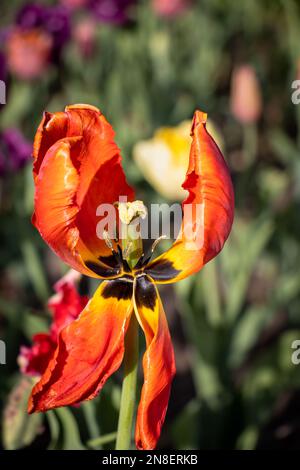 Tulipano arancione quasi abbronzato su uno sfondo sfocato. Foto scattata durante il festival dei tulipani di Ottawa. Foto Stock