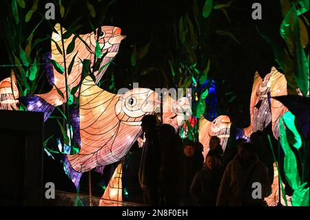 Halle, Germania. 11th Feb, 2023. 11 febbraio 2023, Sassonia-Anhalt, Halle (Saale): I pesci del periodo Triassico fanno parte della mostra 'Magical Worlds of Light' al Bergzoo Halle. Le figure luminose mostrano tutti gli avvenimenti preistorici del mondo animale. Con il motto "Lost Worlds", questo straordinario spettacolo di luci può essere visto fino al 25 febbraio. Foto: Heiko Rebsch/dpa Credit: dpa Picture Alliance/Alamy Live News Foto Stock