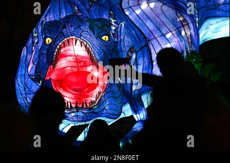 Halle, Germania. 11th Feb, 2023. 11 febbraio 2023, Sassonia-Anhalt, Halle (Saale): Una T-Rex a grandezza naturale fa parte della mostra 'Magical Worlds of Light' a Bergzoo Halle. Le figure luminose mostrano tutti gli avvenimenti preistorici del mondo animale. Con il motto "Lost Worlds", questo straordinario spettacolo di luci può essere visto fino al 25 febbraio. Foto: Heiko Rebsch/dpa Credit: dpa Picture Alliance/Alamy Live News Foto Stock