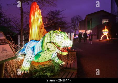 Halle, Germania. 11th Feb, 2023. 11 febbraio 2023, Sassonia-Anhalt, Halle (Saale): Un dinosauro del genere Dimetrodon fa parte della mostra 'Magical Worlds of Light' a Bergzoo Halle. Le figure luminose mostrano tutti gli avvenimenti preistorici del mondo animale. Con il motto "Lost Worlds", questo straordinario spettacolo di luci può essere visto fino al 25 febbraio. Foto: Heiko Rebsch/dpa Credit: dpa Picture Alliance/Alamy Live News Foto Stock