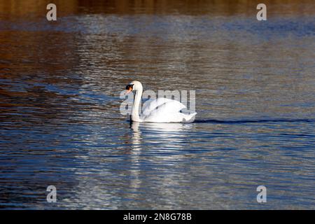 Solitario adulto muto cigno, cygnus olor, Galles del Sud. Data di inizio gennaio 2023 Foto Stock