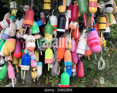 Colorate aragoste trappola boe appese su un albero sulla costa del Maine, USA Foto Stock