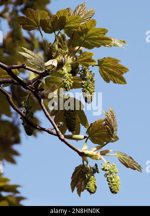 Acer pseudoplatanus Foto Stock