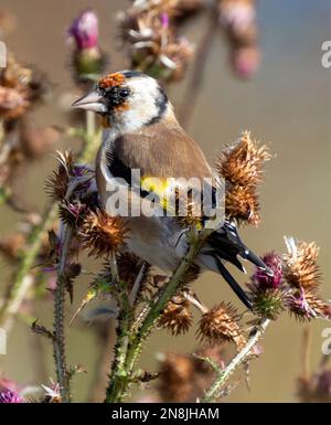 Europeo Goldfinch femmina adulto arroccato su Thistle e in cerca di semi. Isole Suomenlinna, Helsinki, Finlandia. Foto Stock