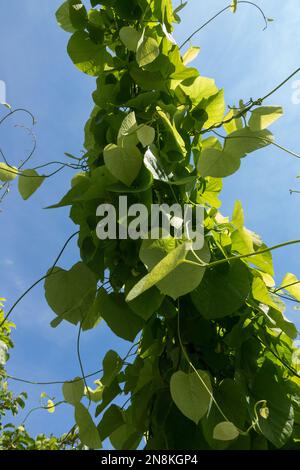 Aristolochia macrophylla, Dutchman Pipe, Lunghie, Aristolochia, Isomema, Pipewine, foglie, pianta che cresce su filo Foto Stock