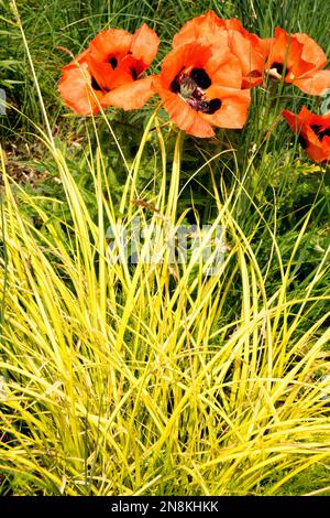 Erba, papaveri, Carex 'Aurea,' Papaver orientale, Carex, Bowles Golden Sedge, Giardino, piante Carex elata 'Aurea' Foto Stock