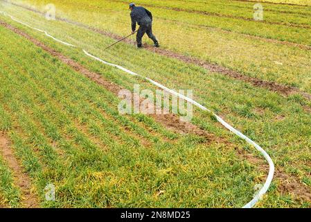 ZAOZHUANG, CINA - 11 FEBBRAIO 2023 - Un agricoltore irrigua il grano a Zaozhuang, provincia di Shandong della Cina orientale, 11 febbraio 2023. Foto Stock