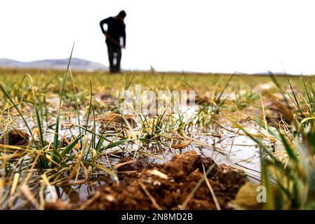 ZAOZHUANG, CINA - 11 FEBBRAIO 2023 - Un agricoltore irrigua il grano a Zaozhuang, provincia di Shandong della Cina orientale, 11 febbraio 2023. Foto Stock