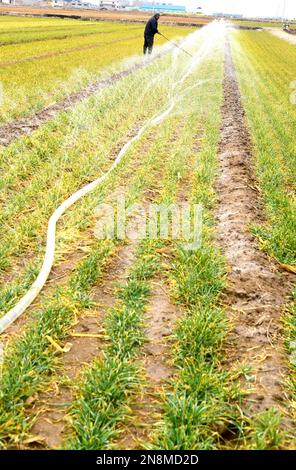 ZAOZHUANG, CINA - 11 FEBBRAIO 2023 - Un agricoltore irrigua il grano a Zaozhuang, provincia di Shandong della Cina orientale, 11 febbraio 2023. Foto Stock