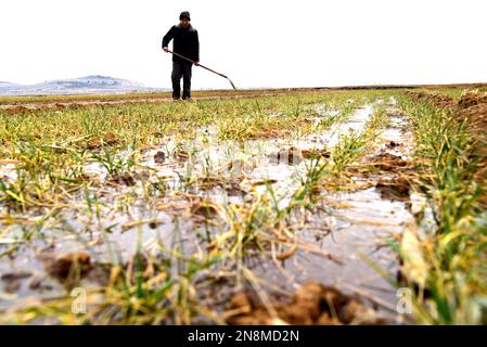 ZAOZHUANG, CINA - 11 FEBBRAIO 2023 - Un agricoltore irrigua il grano a Zaozhuang, provincia di Shandong della Cina orientale, 11 febbraio 2023. Foto Stock