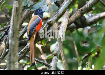 Malabar Trogon che si arrocca su un ramo d'albero Foto Stock