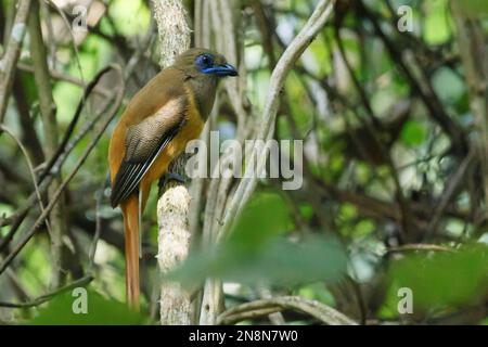 Malabar Trogon che si arrocca su un ramo d'albero Foto Stock