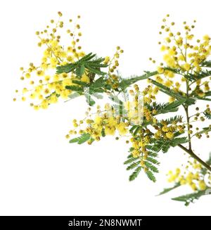 Bella pianta di mimosa con piccoli fiori gialli su fondo bianco, primo piano Foto Stock