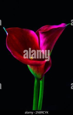 Due Lillies Red Calla Foto Stock