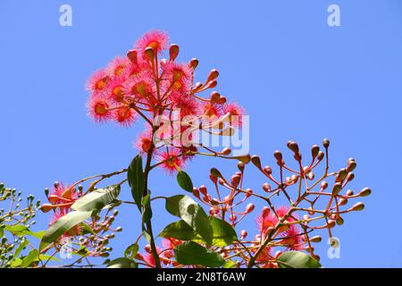 La gomma da fiore rosa di Crimson (Eucalyptus) fiori, gemme e foglie sull'albero contro un cielo blu a Perth, Australia Occidentale Foto Stock