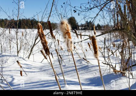 Torrusce in una palude in inverno. Quebec, Canada Foto Stock