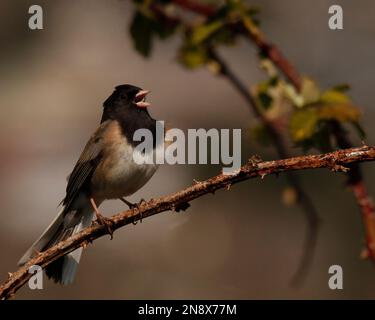 Un singolo Junco dagli occhi oscuri (Jungco hyemalis) che canta da un ramo spinoso al sole. Preso a Victoria, BC, Canada. Foto Stock