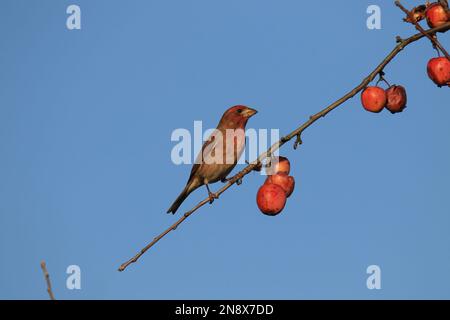 Un unico Finch viola (porpureus di Haemorhous) su un ramo con ciliegie selvatiche contro un cielo blu. Preso a Victoria, BC, Canada. Foto Stock