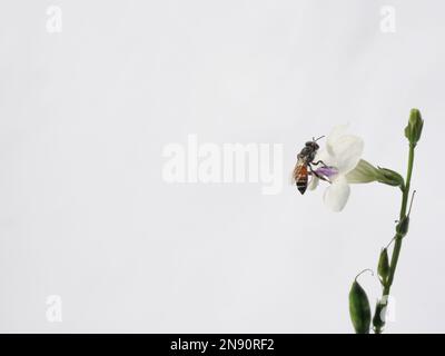 Ape nana rossa (Apis florea) in cerca di nettare su bianco viola cinese o coromandel o flossguanto ( Asystasia gangetica ) fiorisce in campo Foto Stock