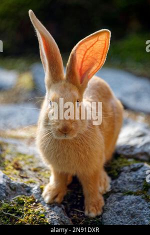 Coniglio gigante fiammingo - Oryctolagus cuniculus domesticus Foto Stock