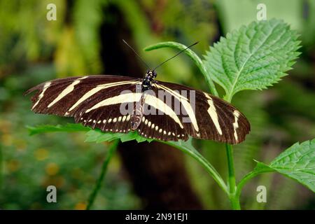Farfalla zebra a farfalla - Heliconius charithonia Foto Stock