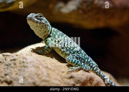 Lucertola comune (femmina) - Crotaphytus claris Foto Stock