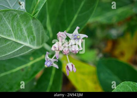 Fiore di corona viola o gigante indiano munghia con gocce di rugiada o gigantesco albero di erba di rondine Foto Stock