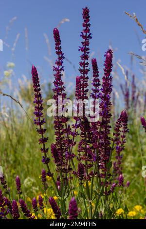 Primo piano pianta a base di erbe di Salvia nemorosa con fiori viola in un prato. Foto Stock